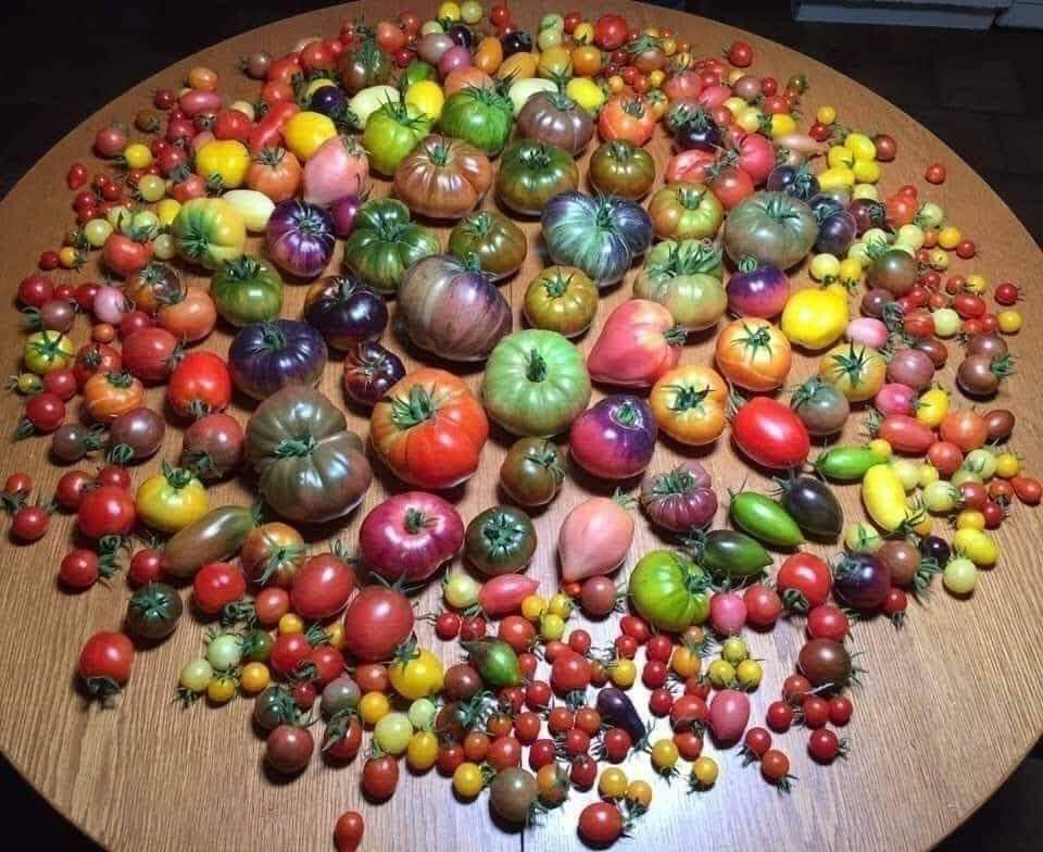 Ata tohumu üreticilerinin buluşma noktası