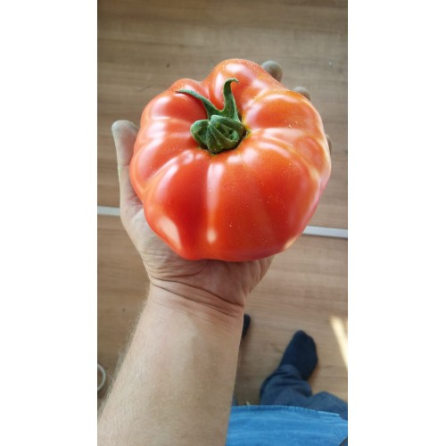 Mamun domatesi salçalık