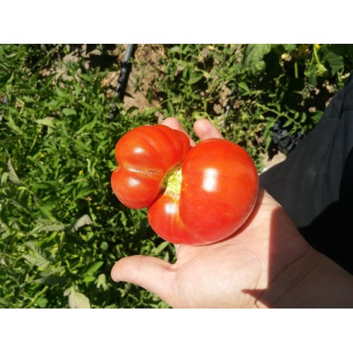 Karışık iri güzel domatesler