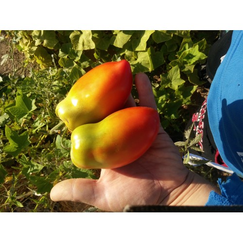 San Marzano salçalık domates