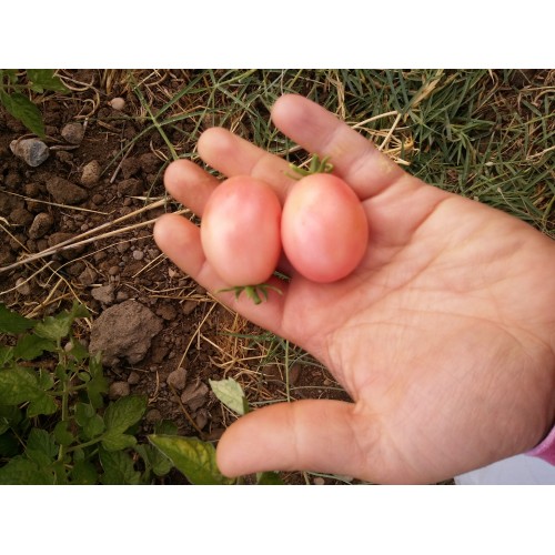 Pembe yumurta bodur çeri saksılık