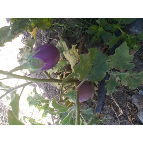 Yumurta patlıcan