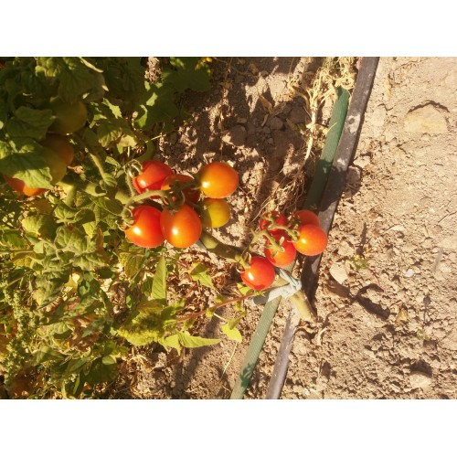 Kırmızı salkım yumurta çeri