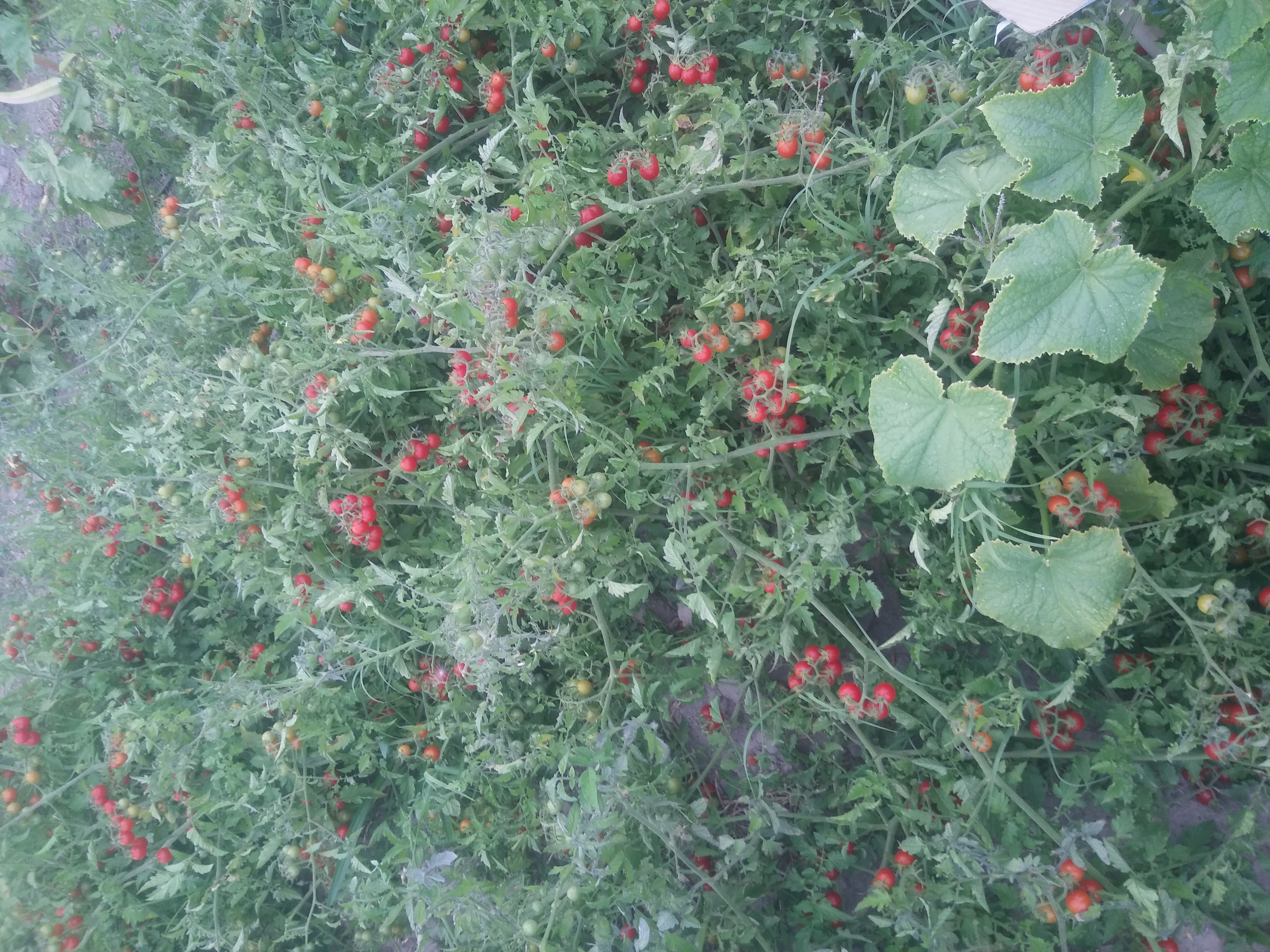 Tatlı salkım boncuk çeri