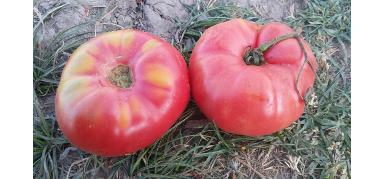 Pembe iri Kula domatesi