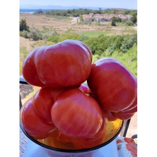 Okka Pembe Balıkesir domatesi