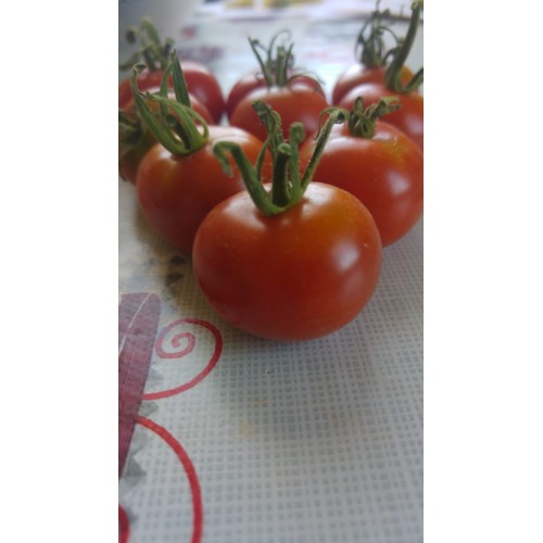 Deşti domates