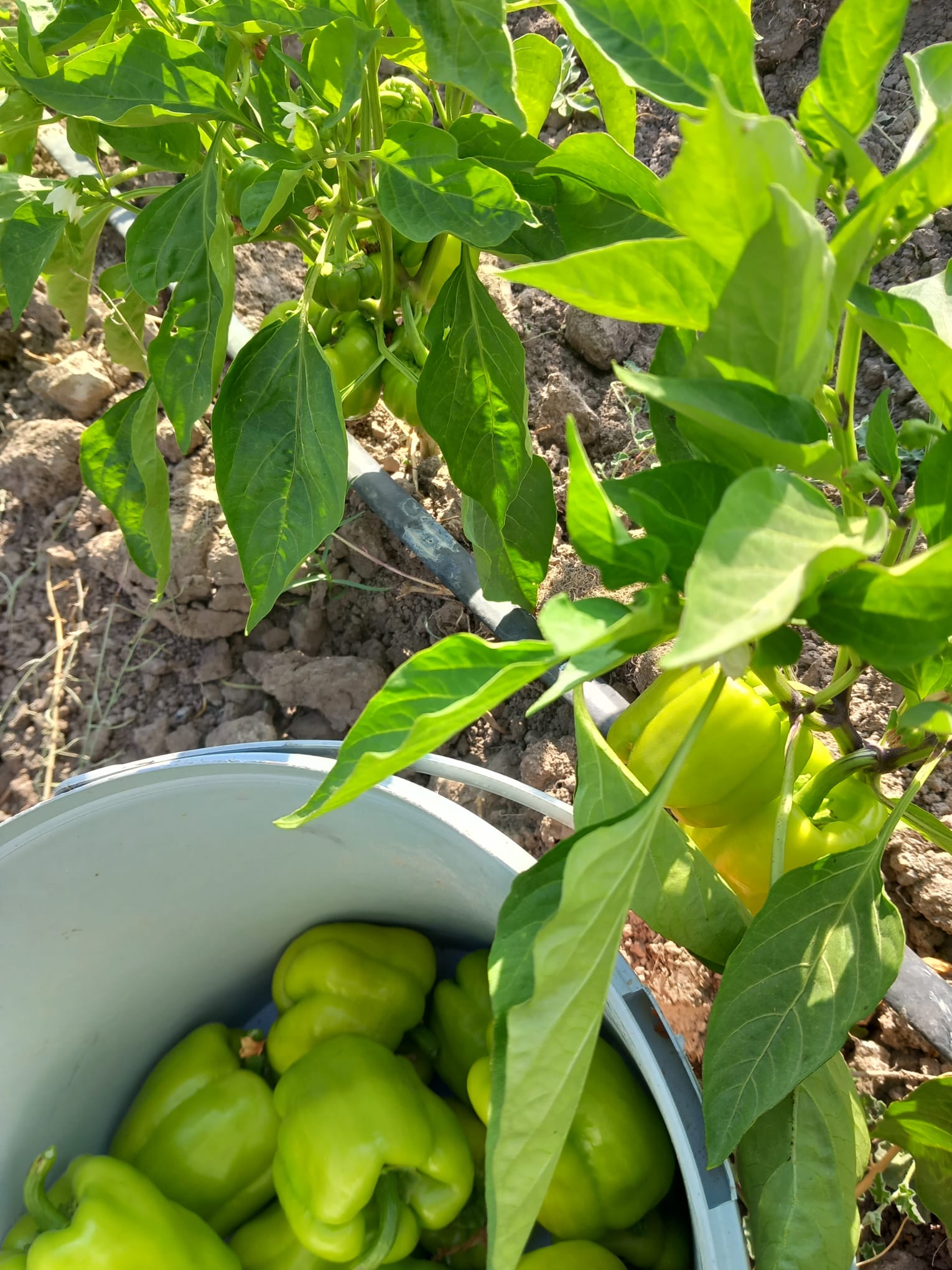 Yeşil dolma biber