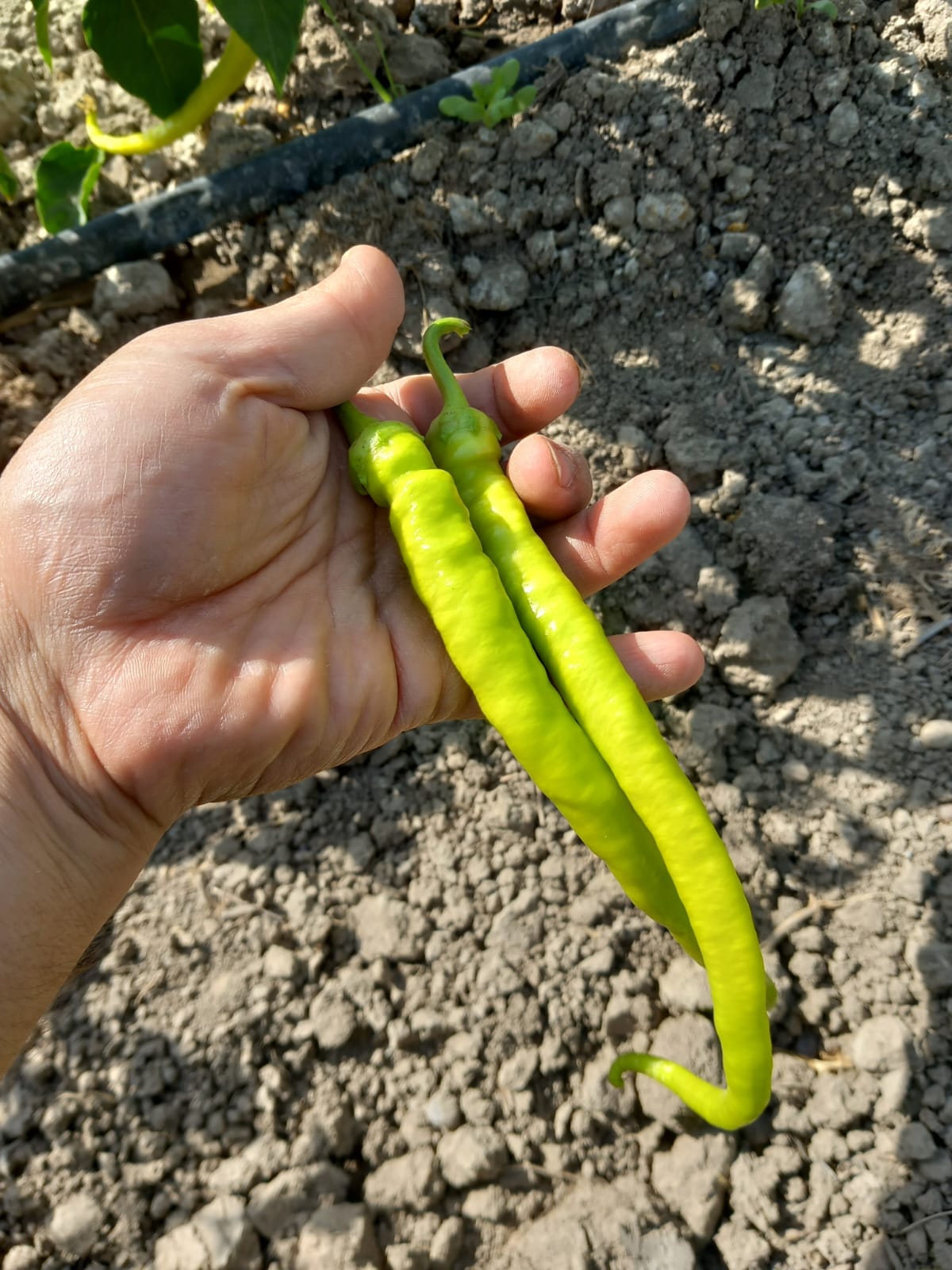 Sarı sivri çorbacı biber