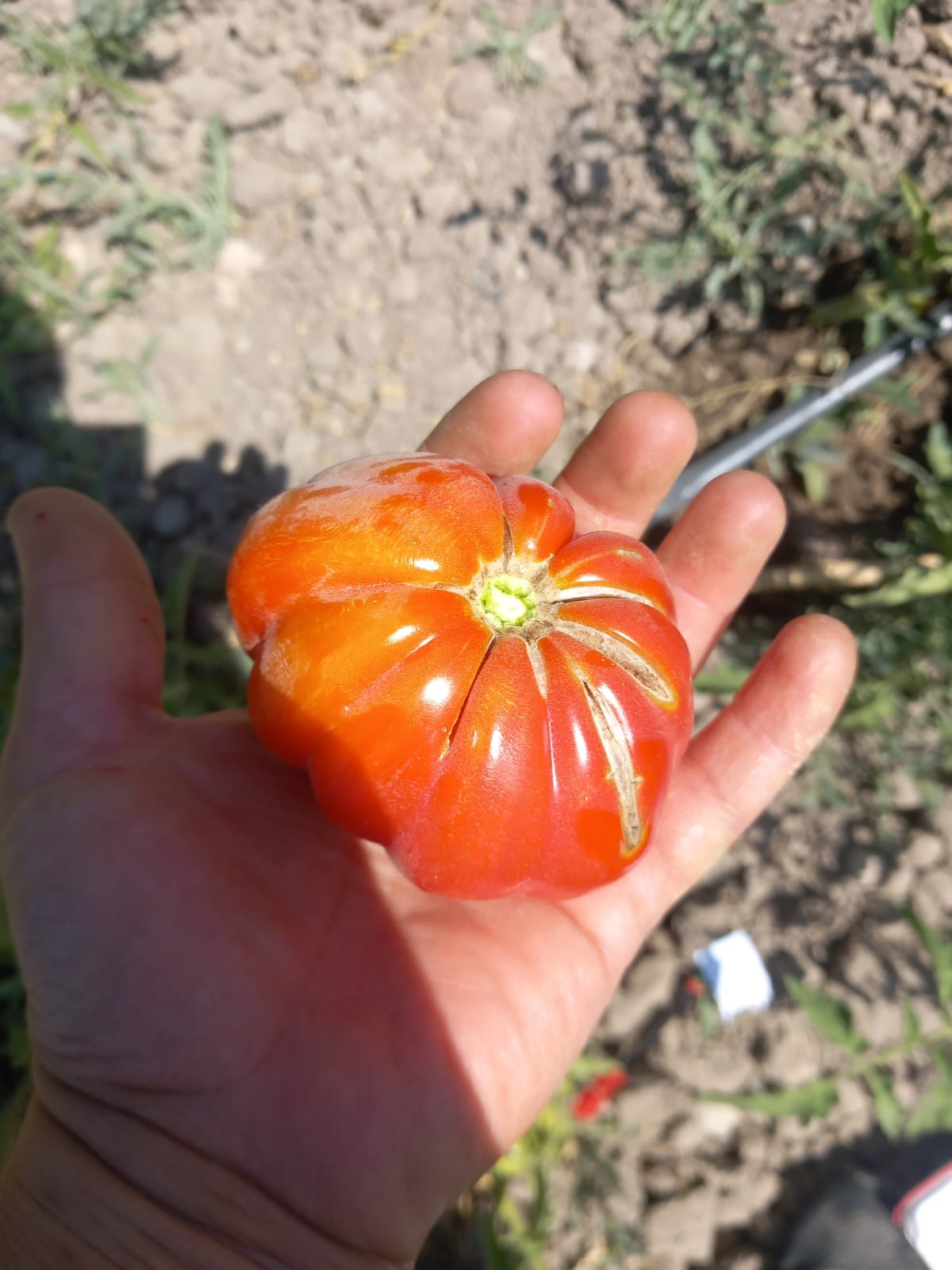 Kırmızı dilimli balkabağı domatesi