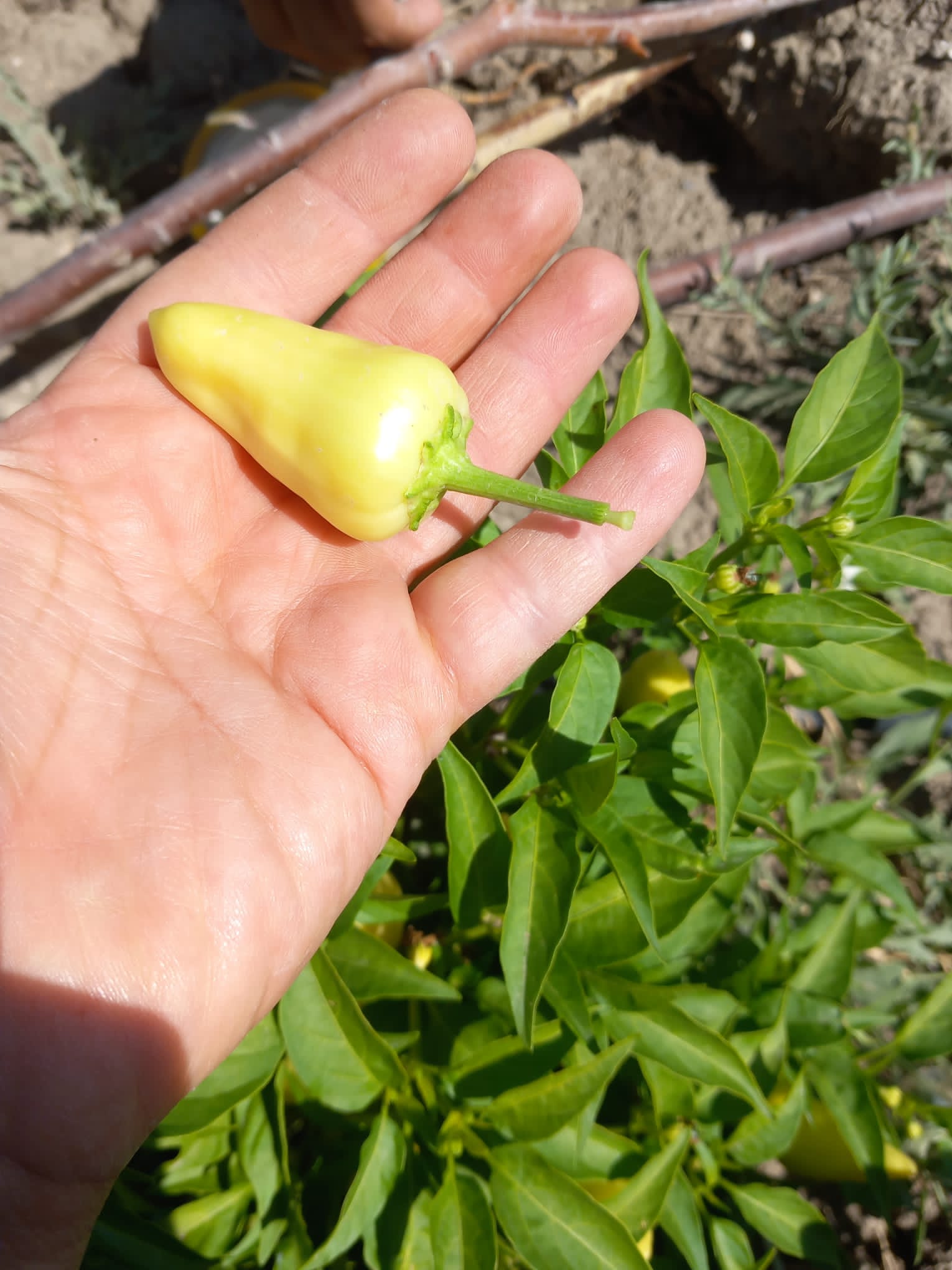Tombul sarı süs biber