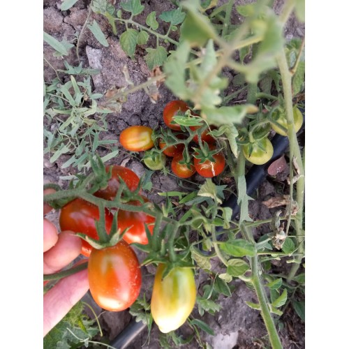 Likopen salkım yumurta domates(Blue Marzano)