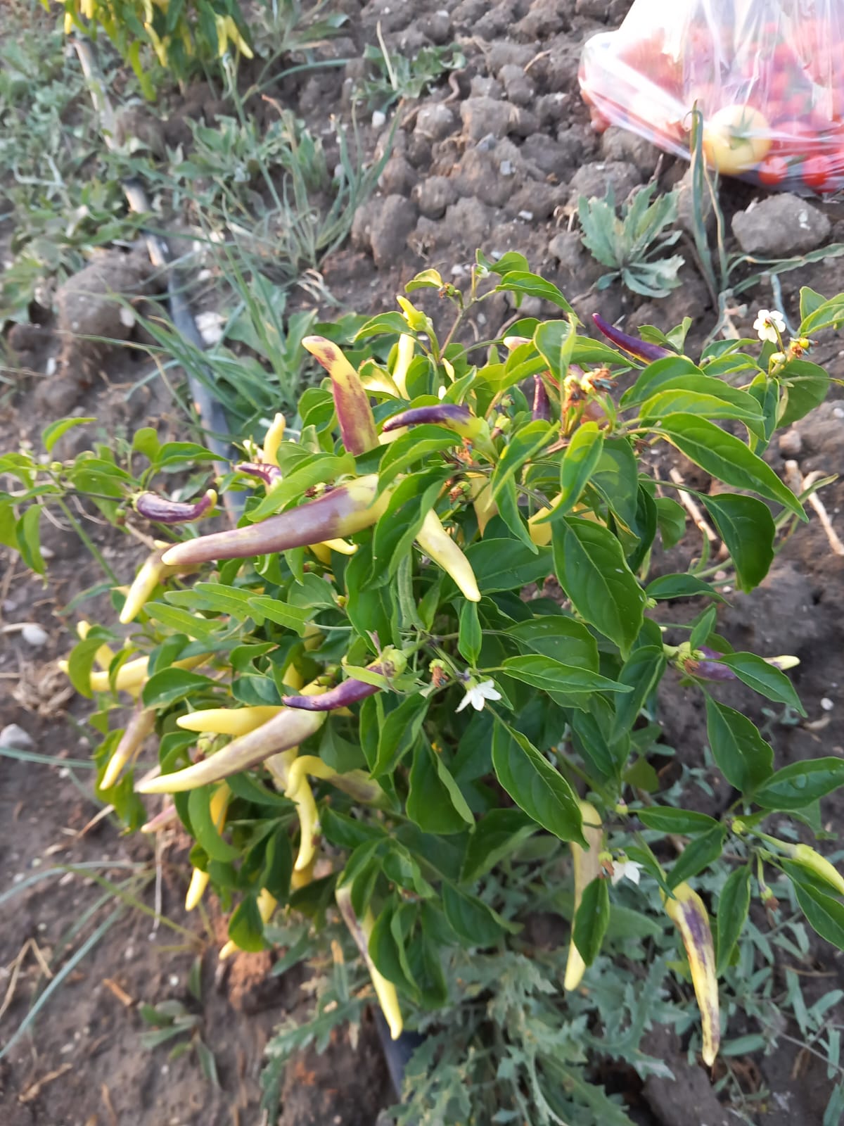 Sarı alaca tatlı yediveren biber