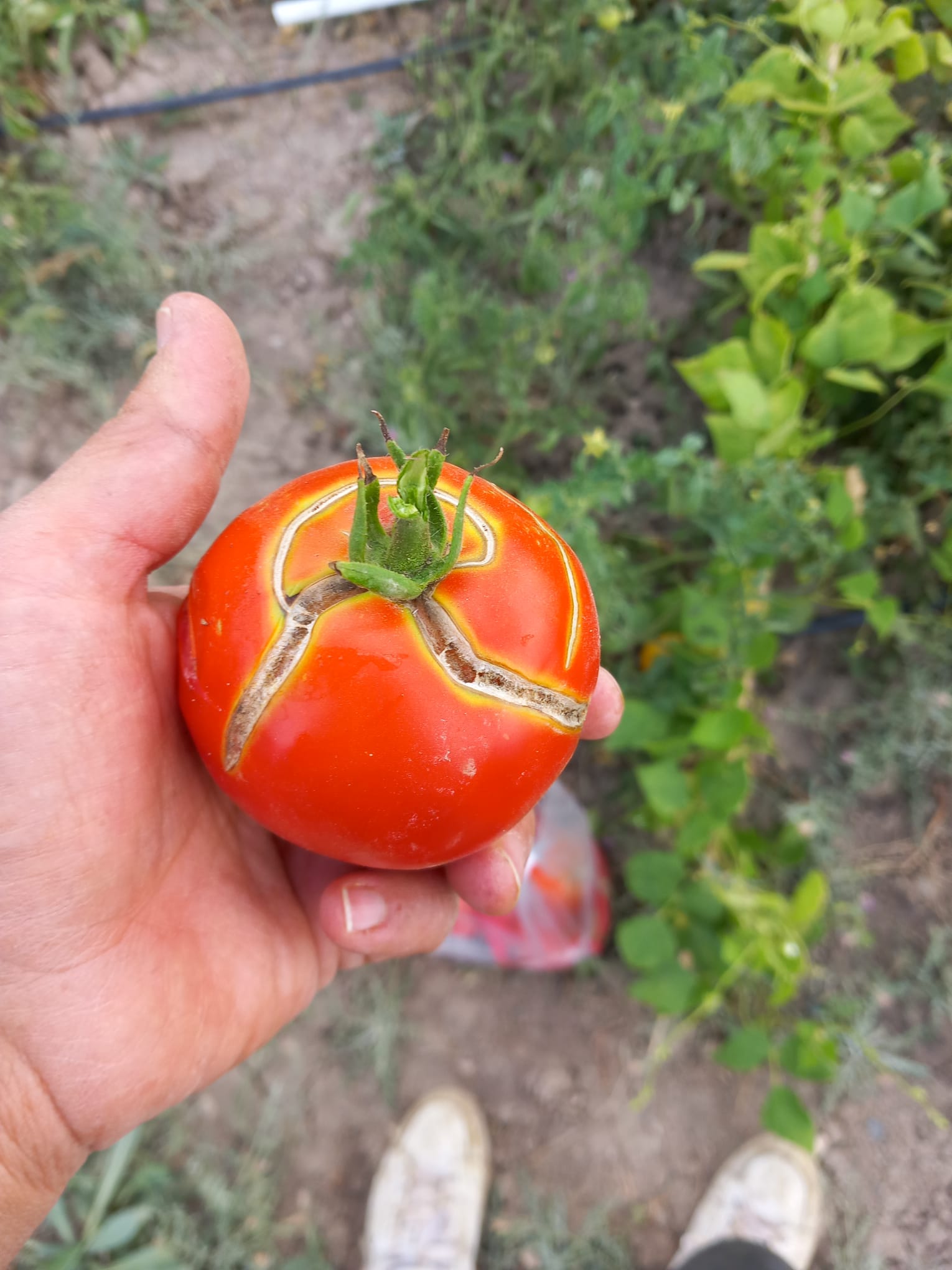Parçalı yuvarlak dayanıklı domates