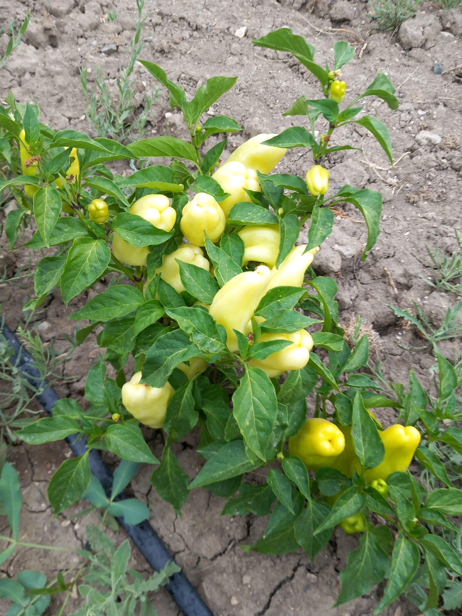 Macar sarı dolma biber
