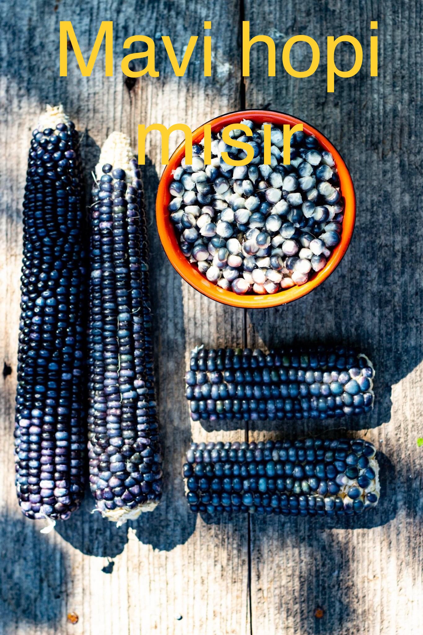 Mavi hopi mısır 