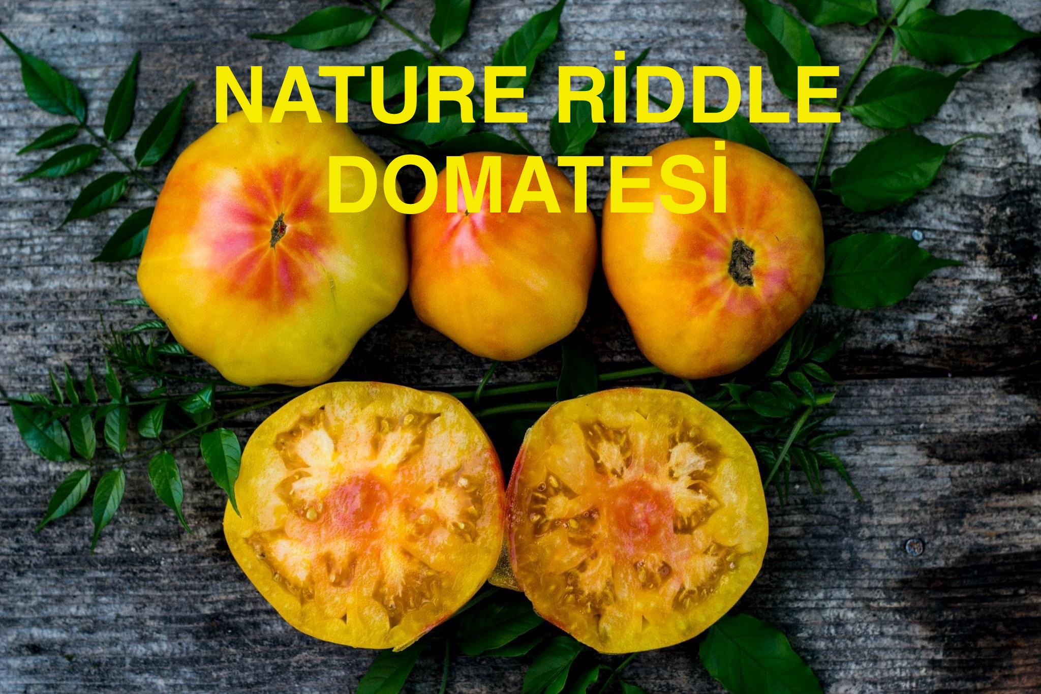 Nature  Riddle domatesi