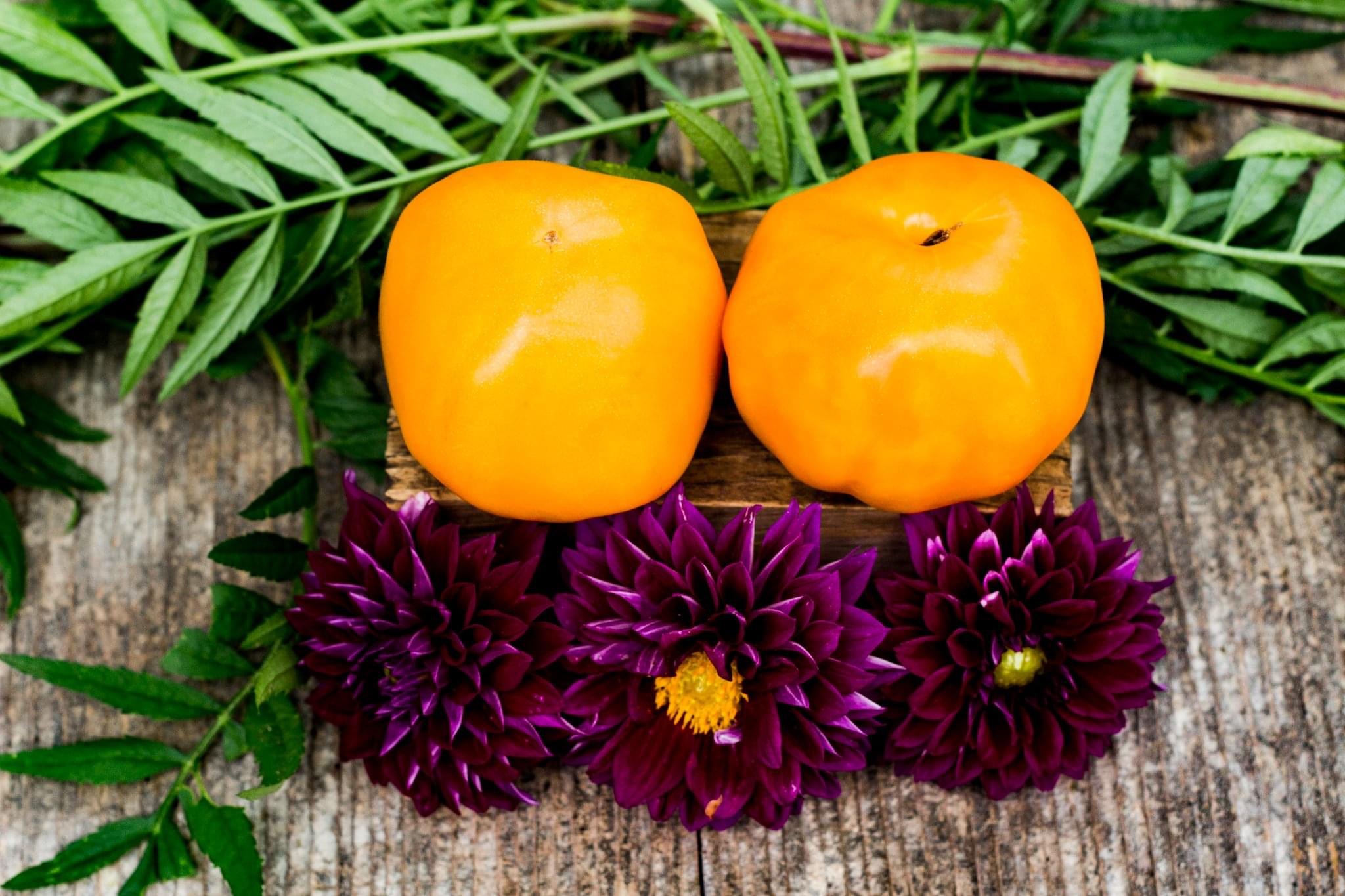 ORANGE JANTAR DOMATESİ 