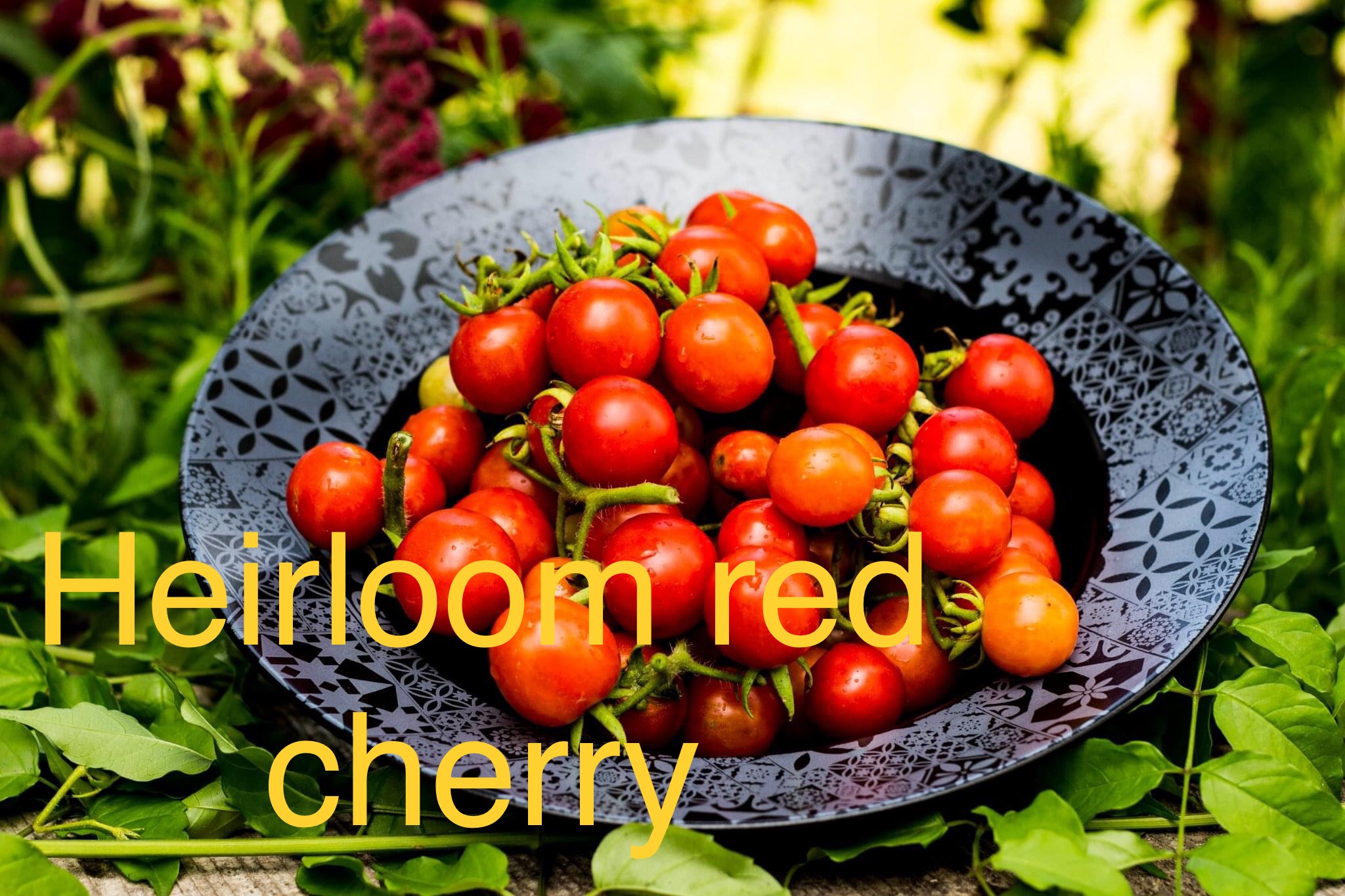 HEİRLOOM RED CHERRY DOMATESİ