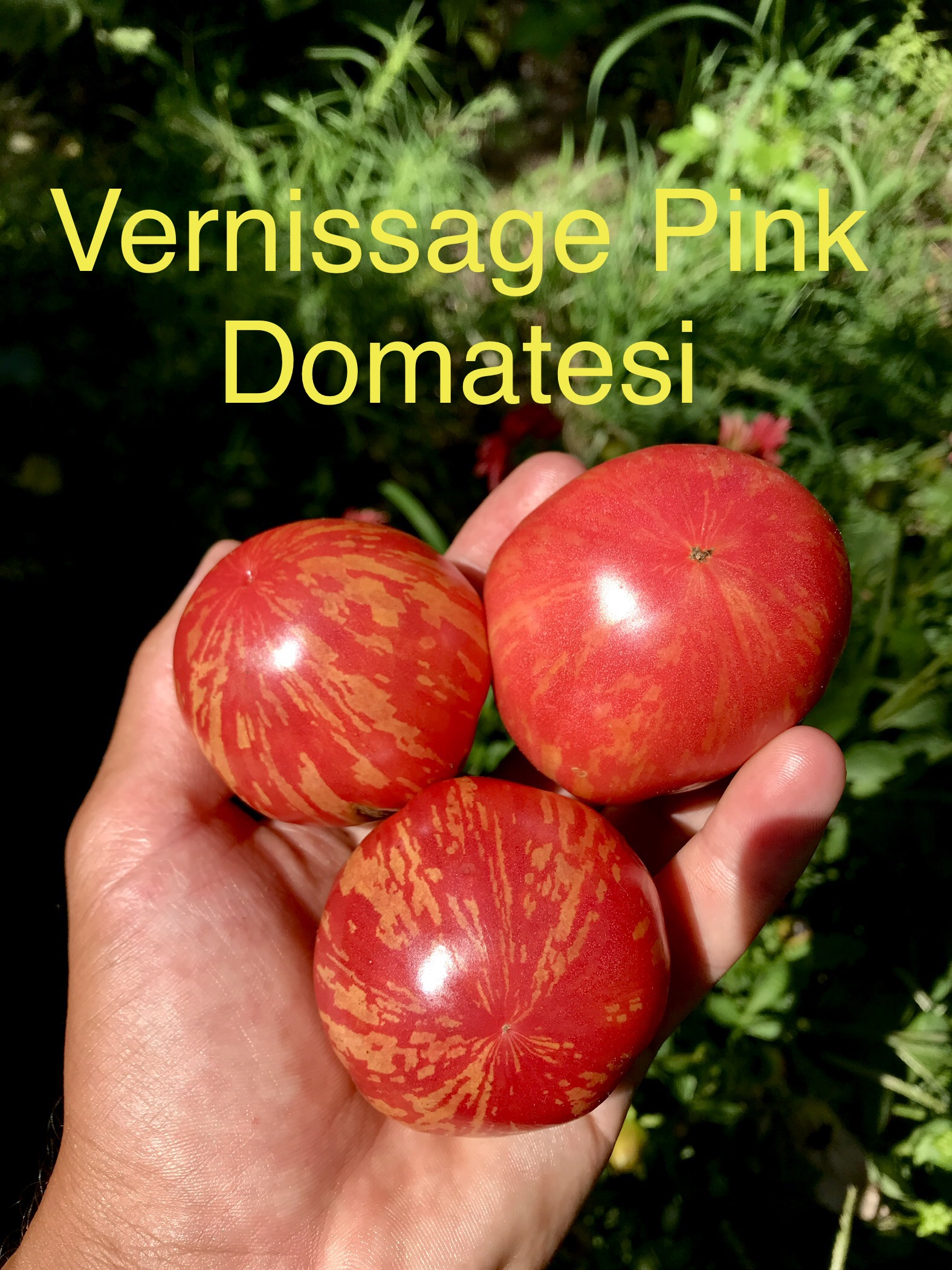 Vernissage pink domatesi