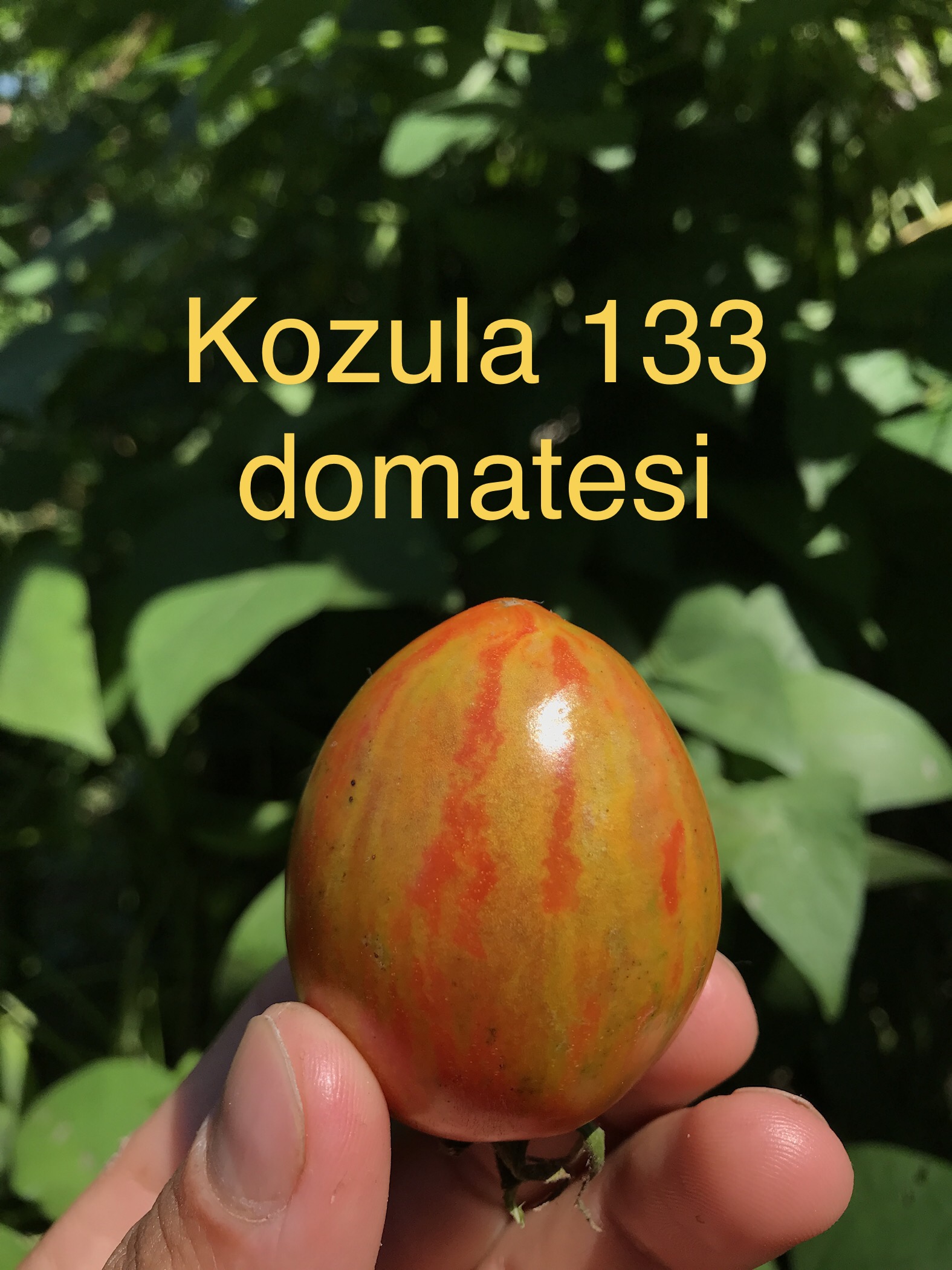 Kozula 133 domatesi 