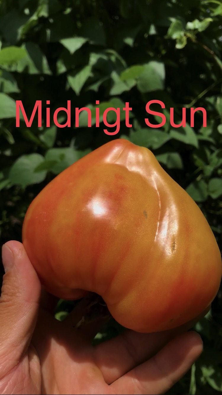 MİDNİGHT SUN DOMATESİ