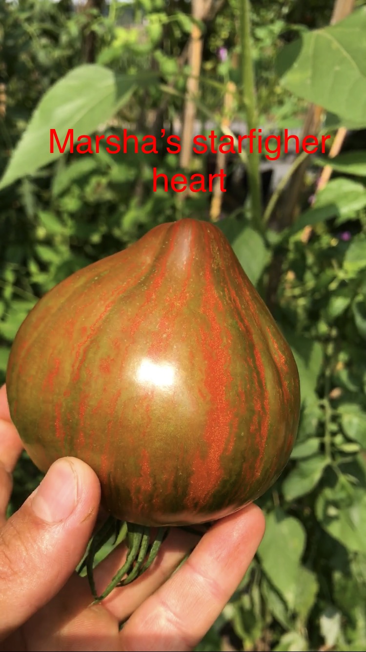 Marshas starfigher heart domatesi