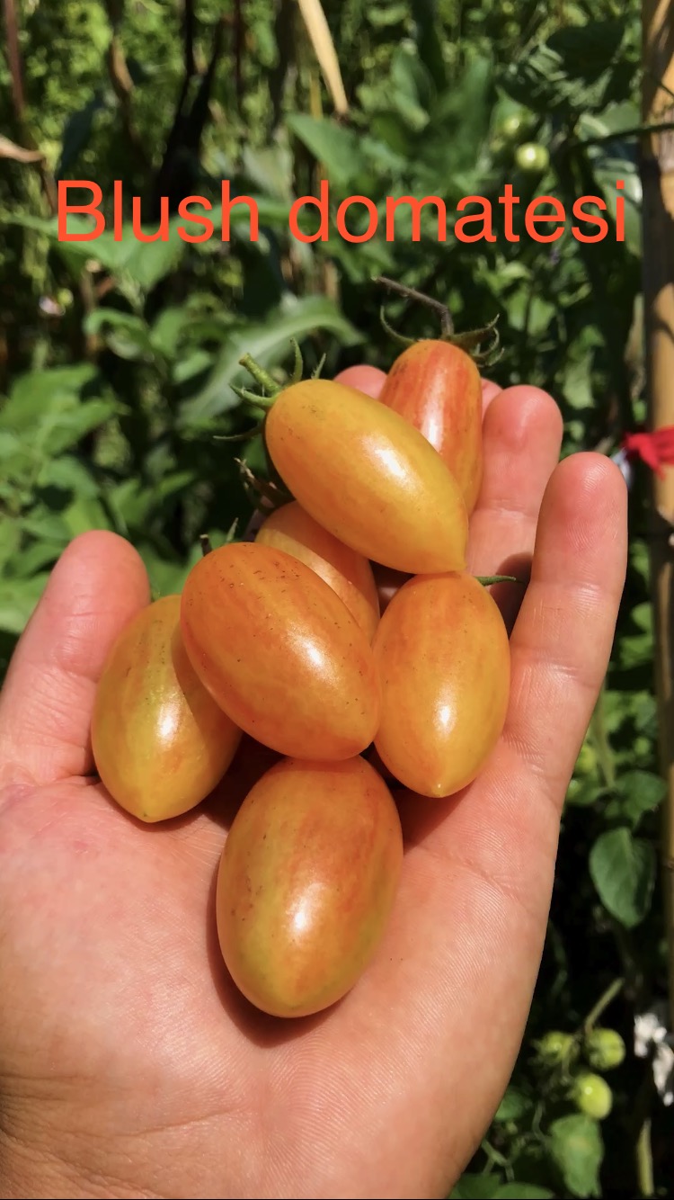 Blush cherry domates