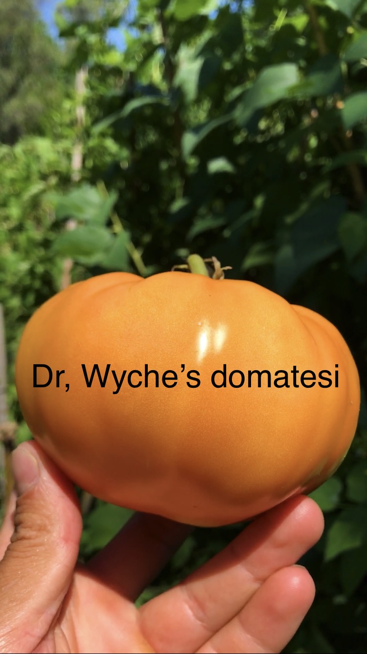 Dr. Wyches domatesi