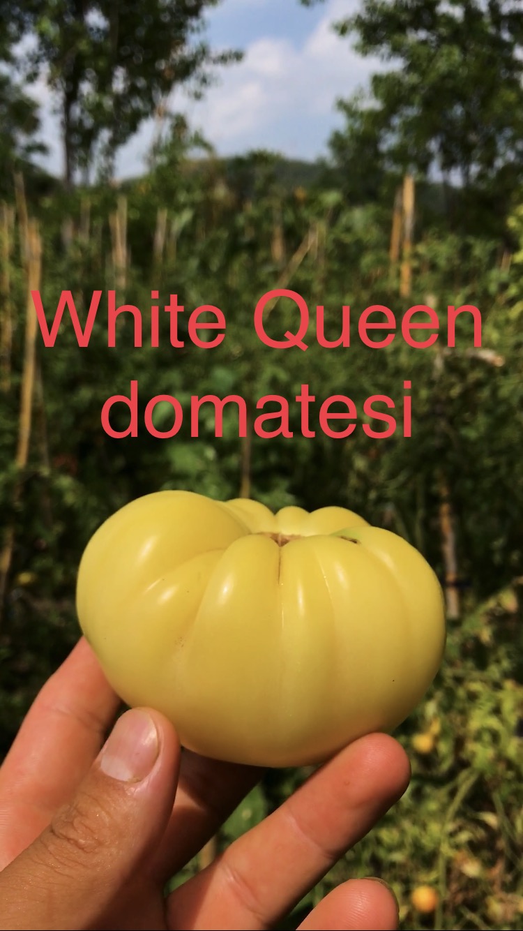 WHİTE QUEEN DOMATESİ