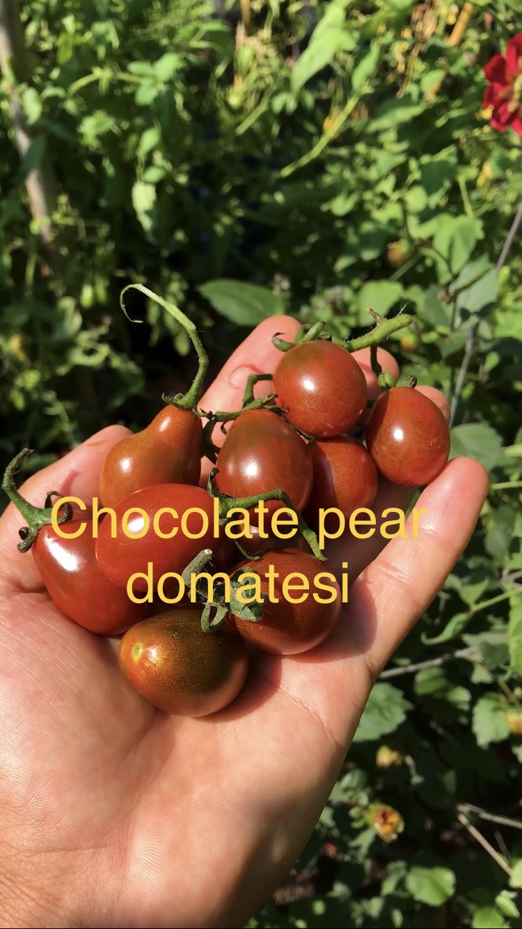 Chocolate pear cherry domatrsi