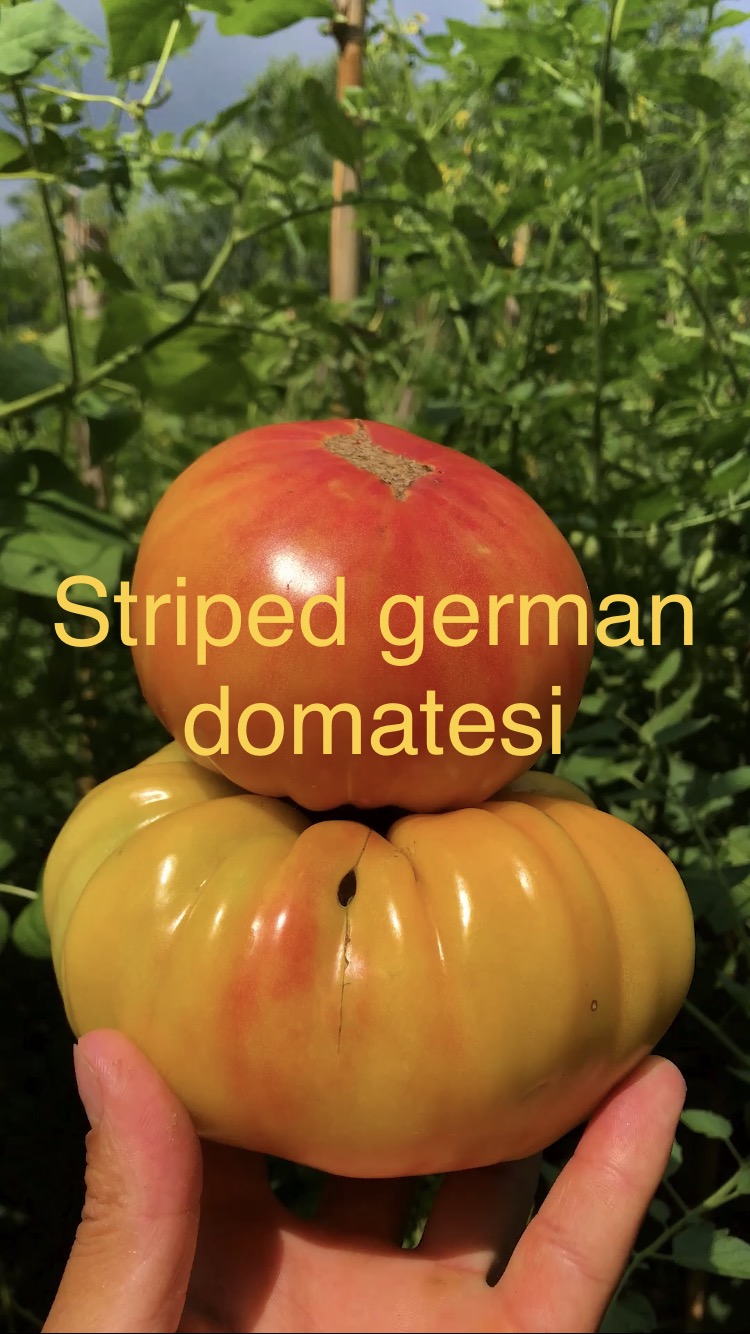 Striped german domatesi