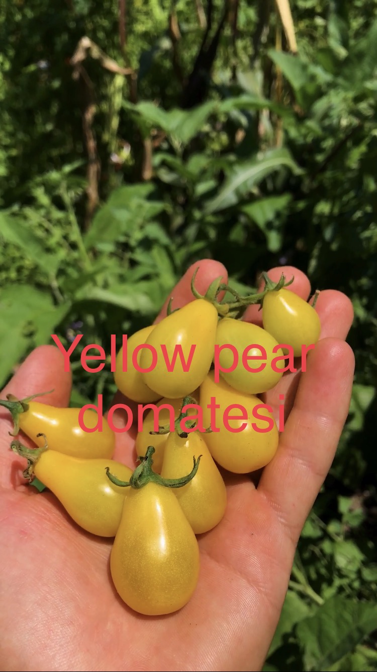 Yellow pear cherry domatesi