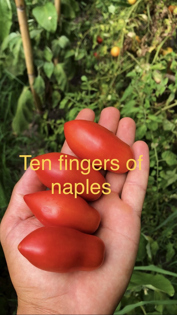 Ten fingers of naples  domatesi
