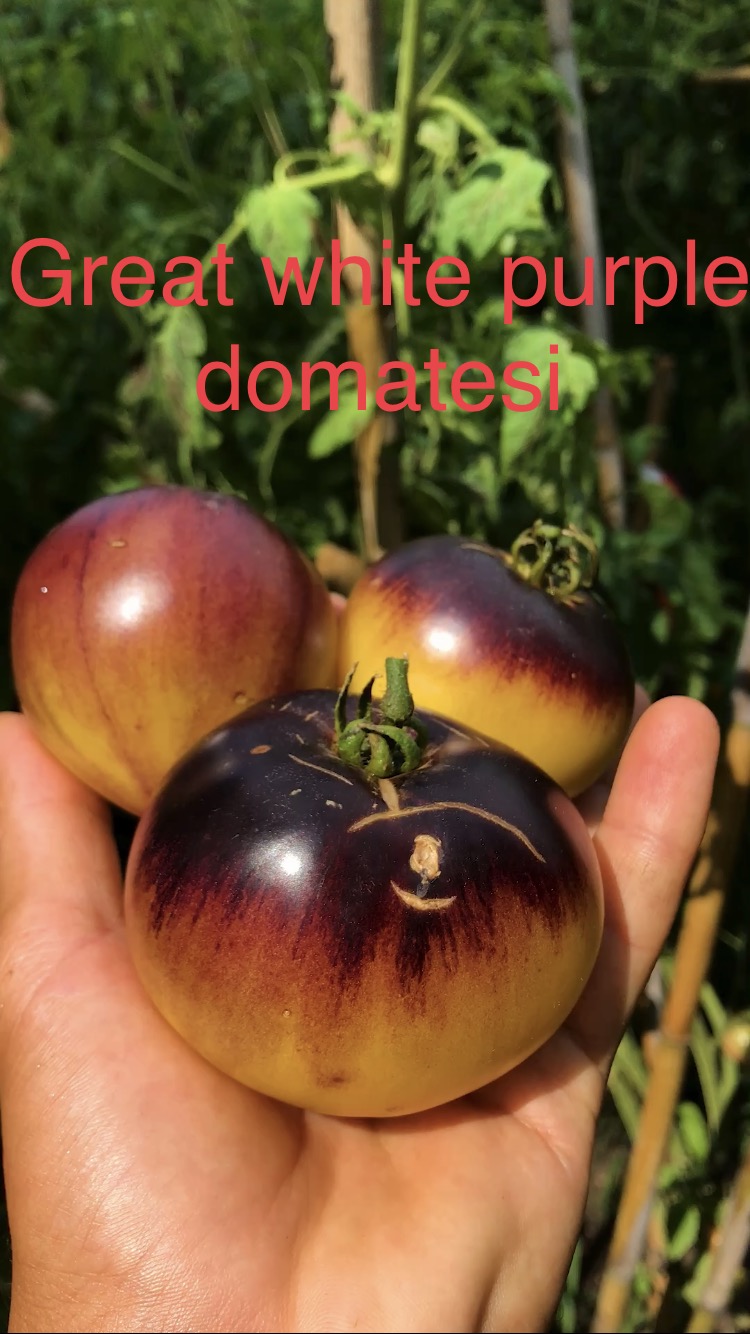 Great white purple domatesi 