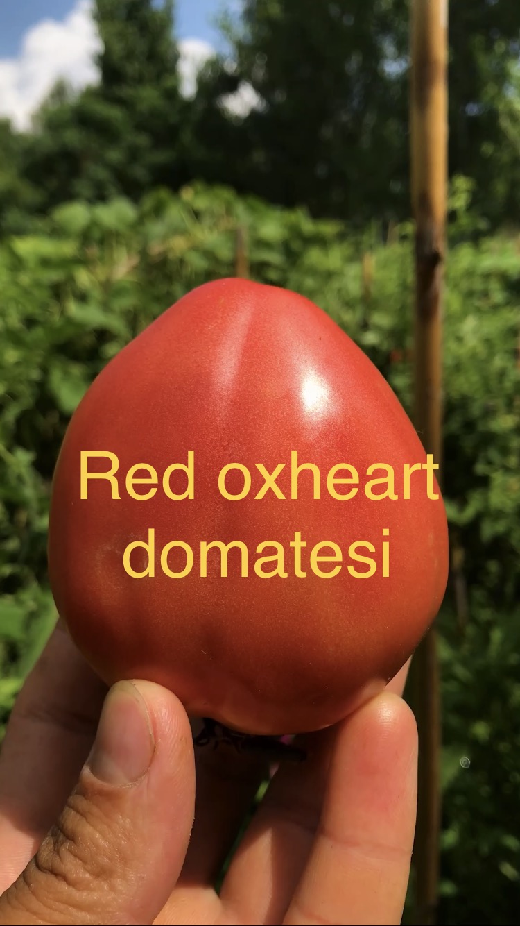 Red oxheart domatesi