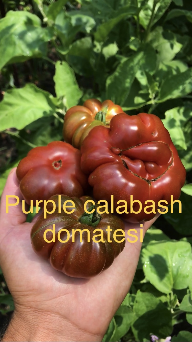 Purple calabash  domatesi