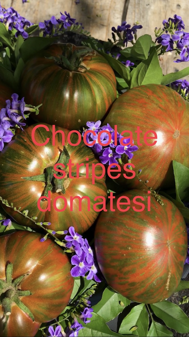Chocolate stripes domatesi