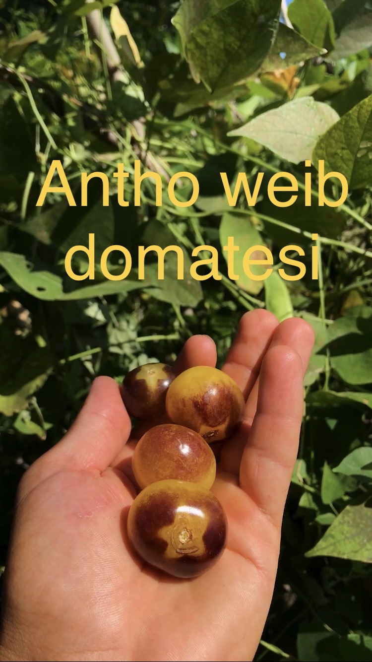 Antho weib cherry domatesi 