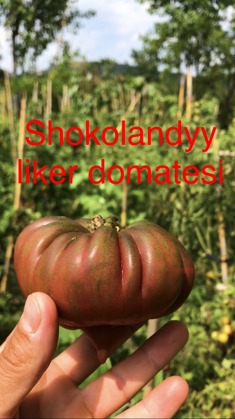 Shokolanndy liker domatesi