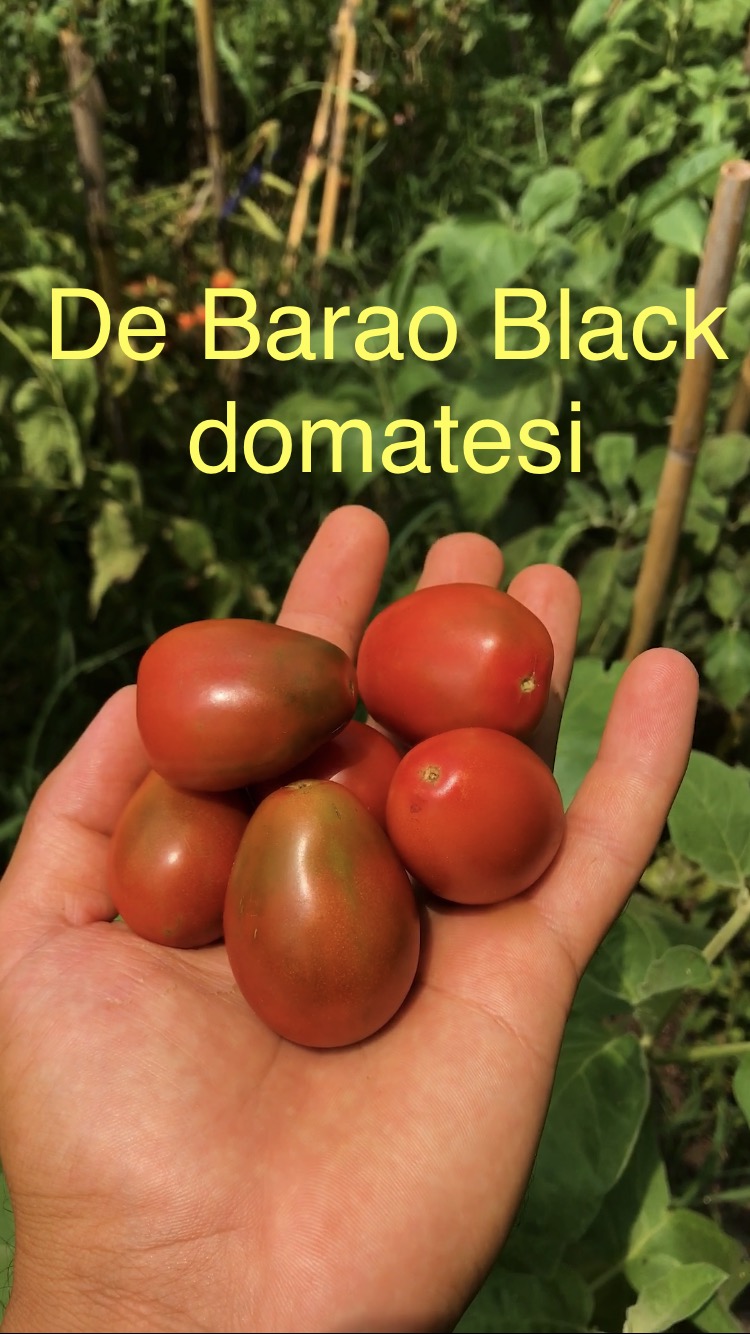 DE BARAO BLACK DOMATESİ