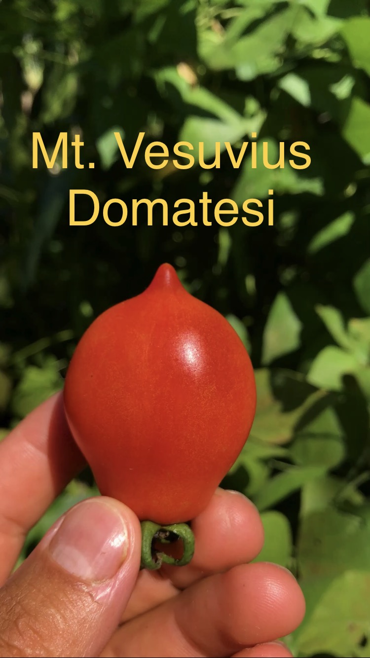 Mt vesuvius domatesi