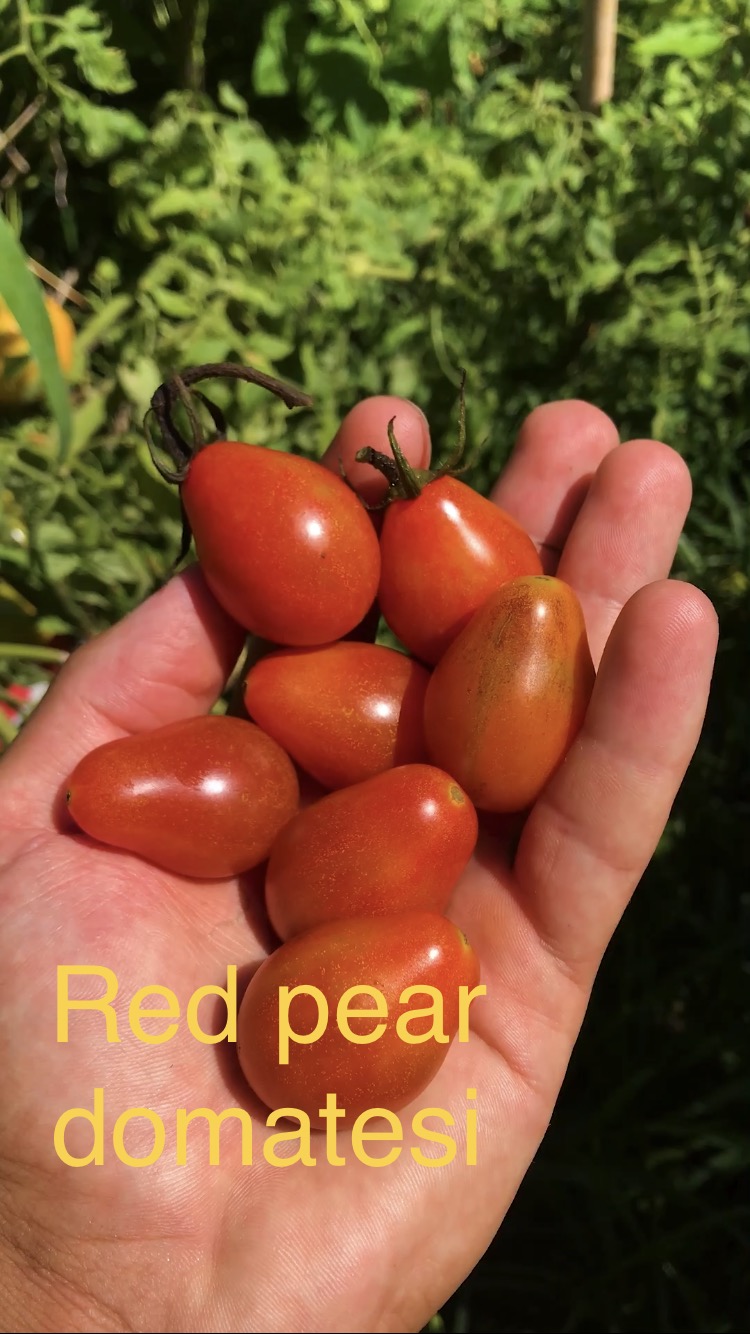 RED PEAR DOMATESİ