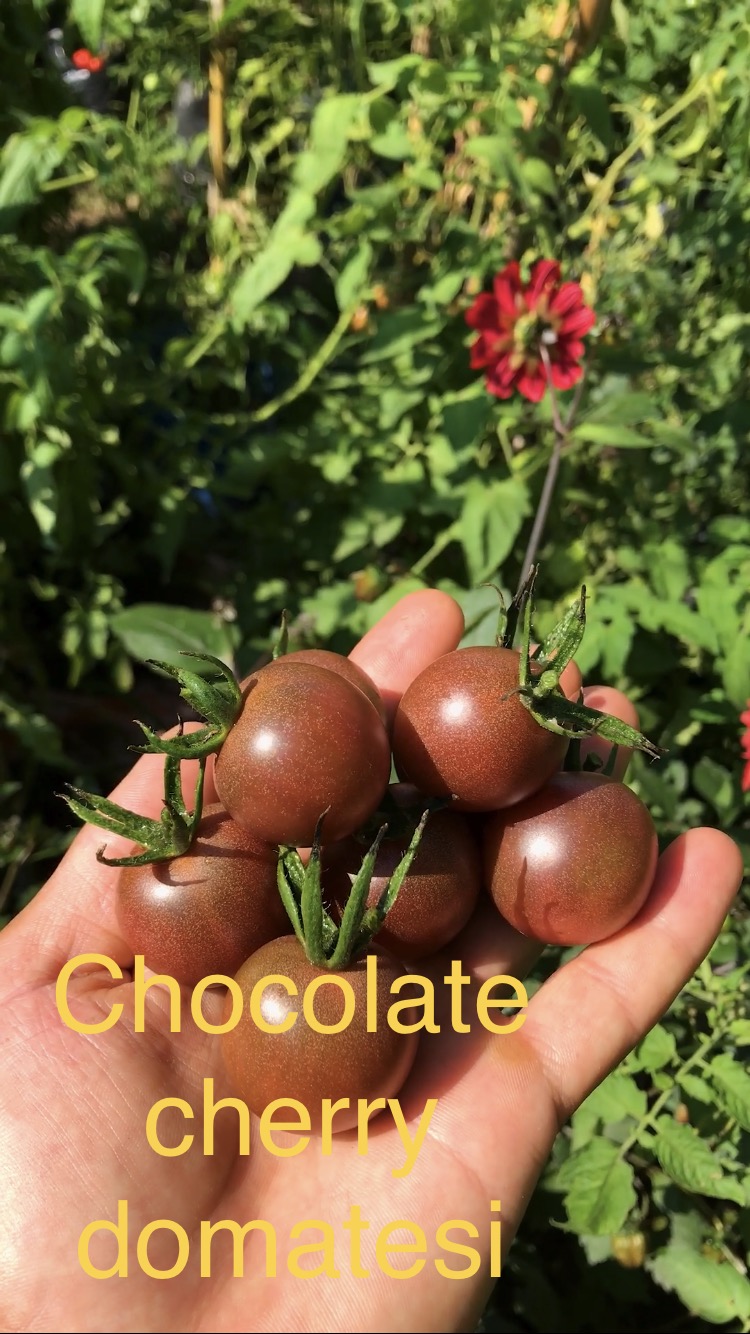 Chocolate cherry domatesi