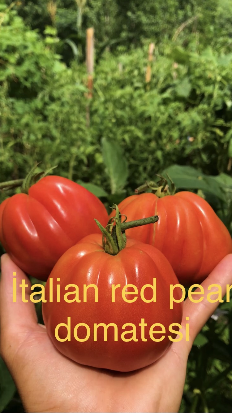 İtalian red pear domatesi