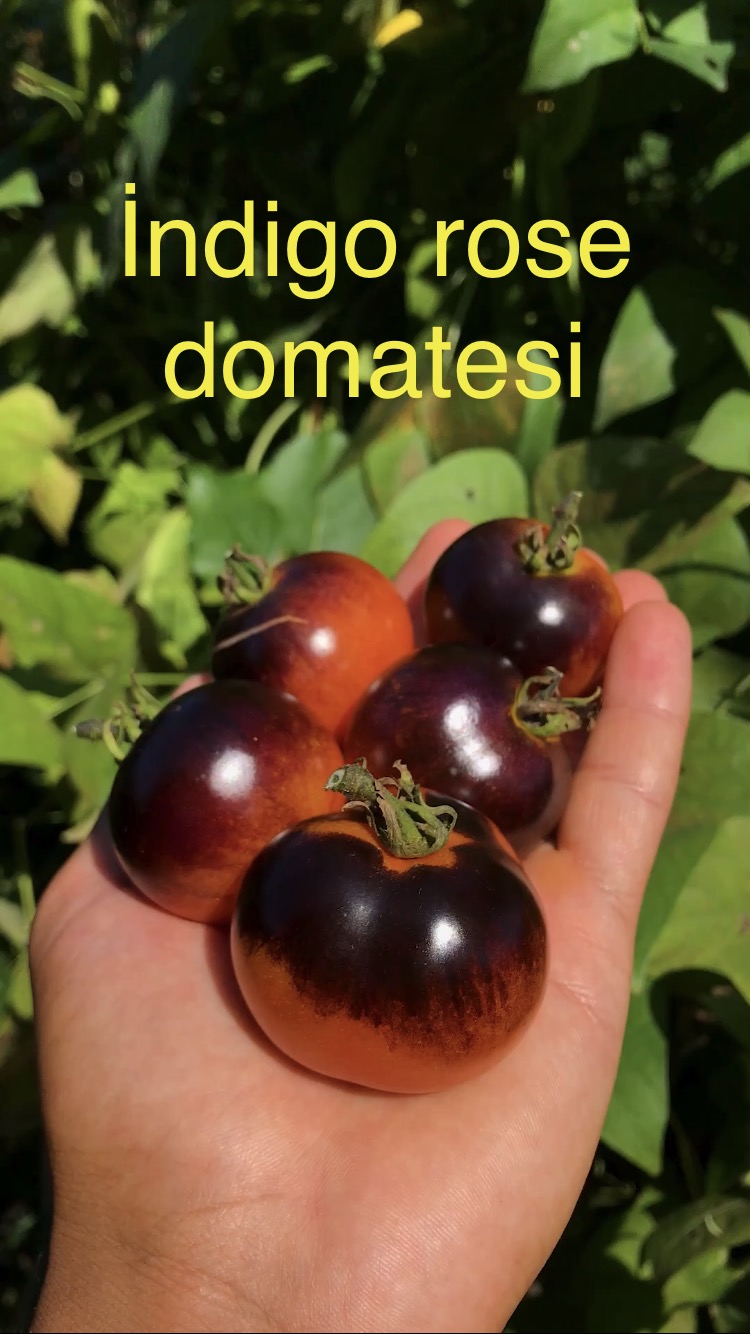 İndigo rose domatesi