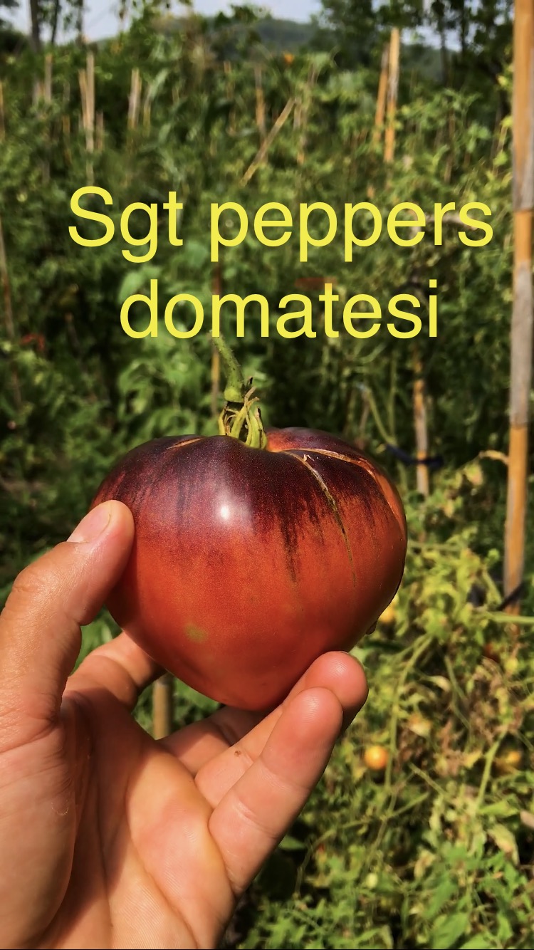 Sgt peppers domatesi