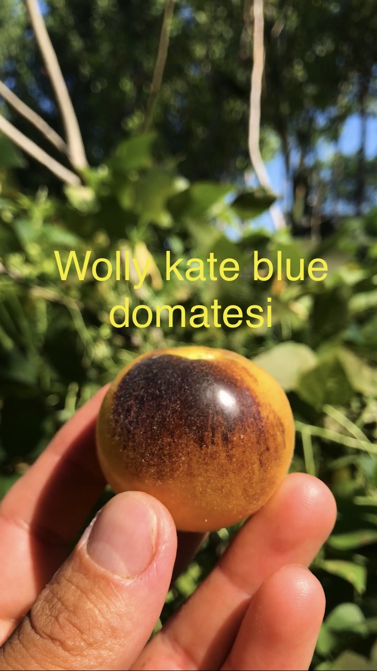 WOLLY KATE BLUE DOMATESİ 