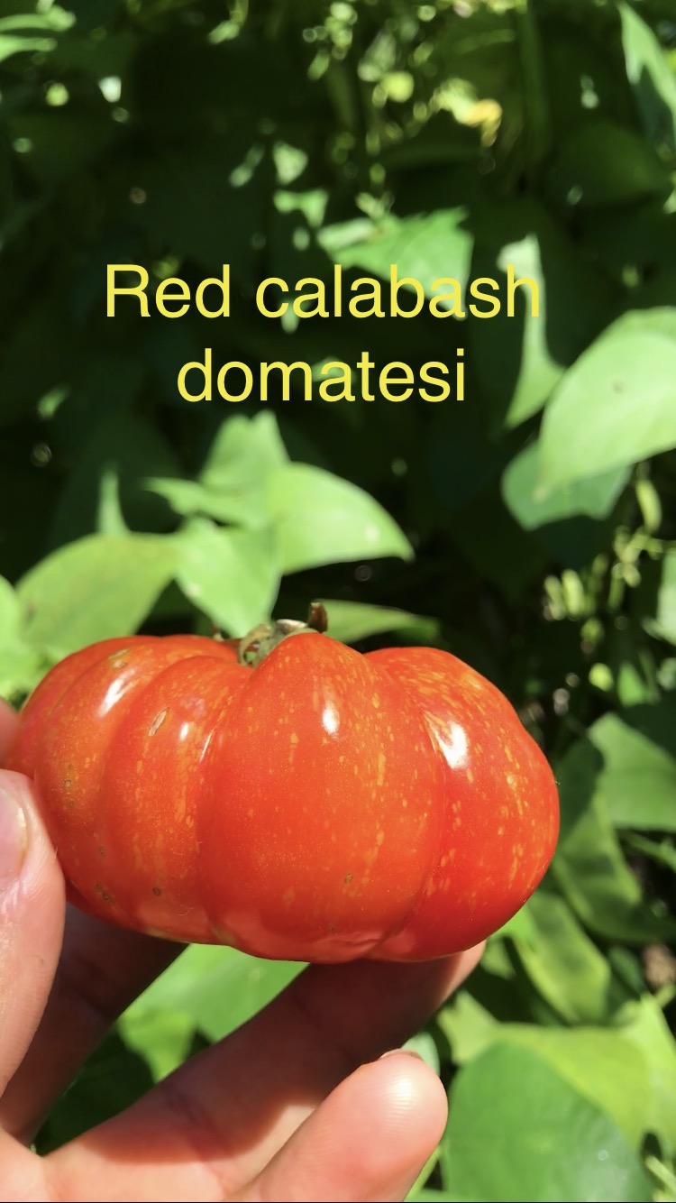 Red calabash domatesi