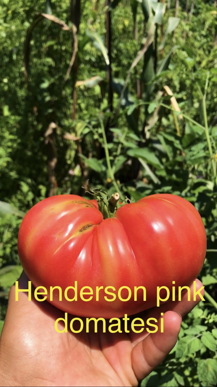 HENDERSON PİNK DOMATESİ